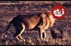 ببینید| مقاوت دیدنی یک گورکن عسل خوار در برابر حمله یک شیر گرسنه