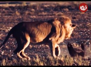 ببینید| مقاوت دیدنی یک گورکن عسل خوار در برابر حمله یک شیر گرسنه