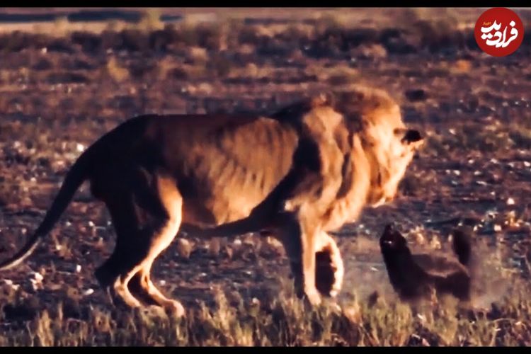 ببینید| مقاوت دیدنی یک گورکن عسل خوار در برابر حمله یک شیر گرسنه