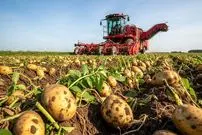 ببینید| چگونه کشاورزان آمریکایی هزاران تن سیب زمینی را برداشت می کنند؟