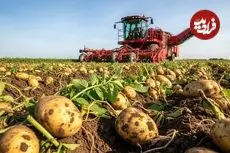 ببینید| چگونه کشاورزان آمریکایی هزاران تن سیب زمینی را برداشت می کنند؟