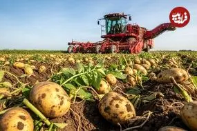 ببینید| چگونه کشاورزان آمریکایی هزاران تن سیب زمینی را برداشت می کنند؟