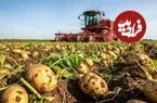 ببینید| چگونه کشاورزان آمریکایی هزاران تن سیب زمینی را برداشت می کنند؟