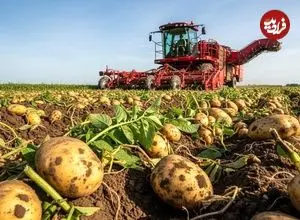 ببینید| چگونه کشاورزان آمریکایی هزاران تن سیب زمینی را برداشت می کنند؟