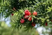 درخت «سرخدار»؛ جواهر ارزشمند جنگل‌های شمال ایران