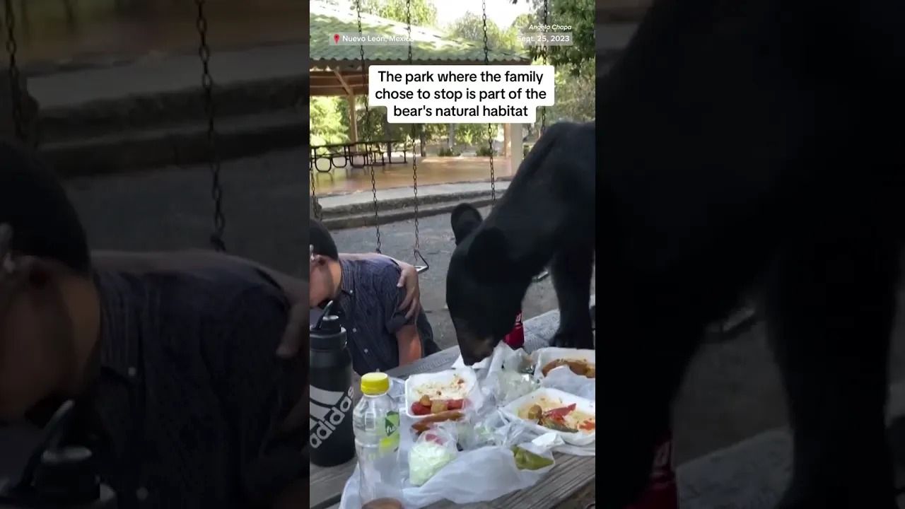 (ویدئو) ورود ناگهانی خرس سیاه به میز ناهار، خانواده مکزیکی را تا مرز سکته پیش برد!
