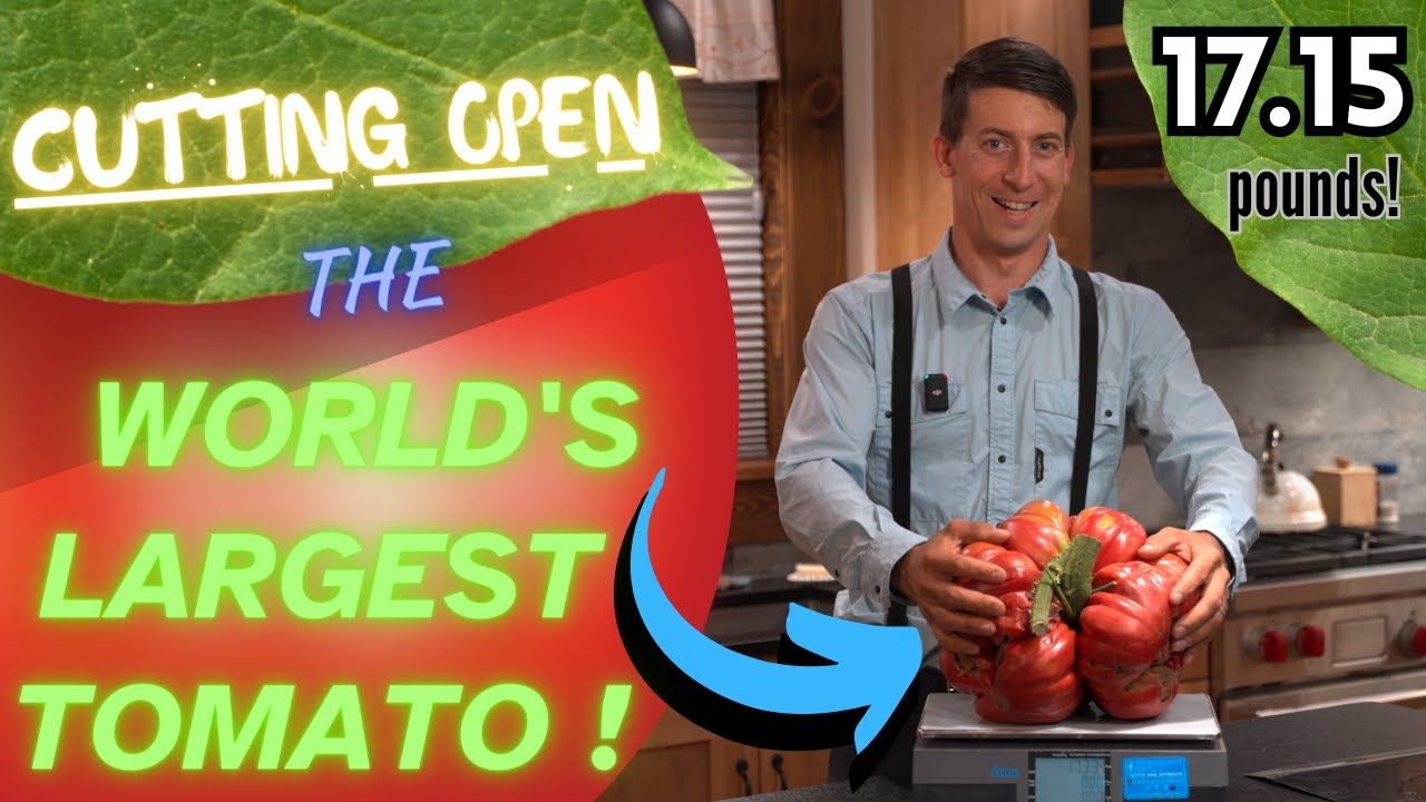(ویدئو) برداشت و برش زدن بزرگترین گوجه جهان به وزن 7.7 کیلوگرم توسط کشاورز آمریکایی