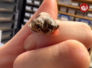 (ویدئو) تصاویری از کشف یک مار عجیب و غریب دو سر