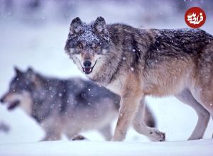 4 افسانۀ غیرواقعی دربارۀ گرگ‌ها