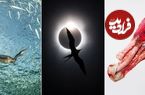 بهترین عکس‌های «پرندگان» در سال ۲۰۲۵ که از بین ۲۵ هزار عکس انتخاب شده‌اند