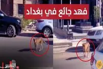 (ویدئو) پرسه آزادانه یک یوزپلنگ در خیابان‌های بغداد!