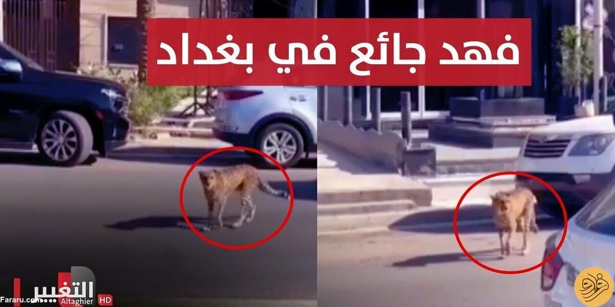(ویدئو) پرسه آزادانه یک یوزپلنگ در خیابان‌های بغداد!