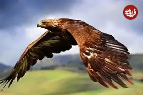 ببینید| رهاسازی یک عقاب نجات یافته در بانه کردستان