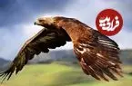 ببینید| رهاسازی یک عقاب نجات یافته در بانه کردستان