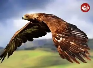 ببینید| رهاسازی یک عقاب نجات یافته در بانه کردستان