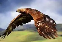 ببینید| رهاسازی یک عقاب نجات یافته در بانه کردستان