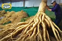 ببینید؛ نگاهی نزدیک به شیوه کاشت، برداشت و فرآوری جینسینگ