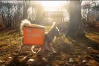 ببینید| ایده جالب روس‌ها برای به سرپرستی گرفتن سگ‌ها