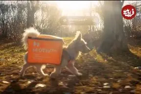 ببینید| ایده جالب روس‌ها برای به سرپرستی گرفتن سگ‌ها