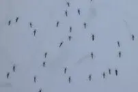چطور اهالی یک محله در واشنگتن از شر پشه‌ها خلاص شدند؟ 