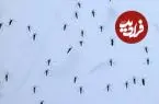 چطور اهالی یک محله در واشنگتن از شر پشه‌ها خلاص شدند؟ 