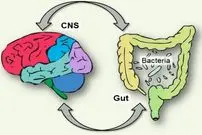 کشف معمای مغز دومی که زیر دنده‌ها زندگی می‌کند؛ روده‌ها فکر می‌کنند و تصمیم می‌گیرند؟