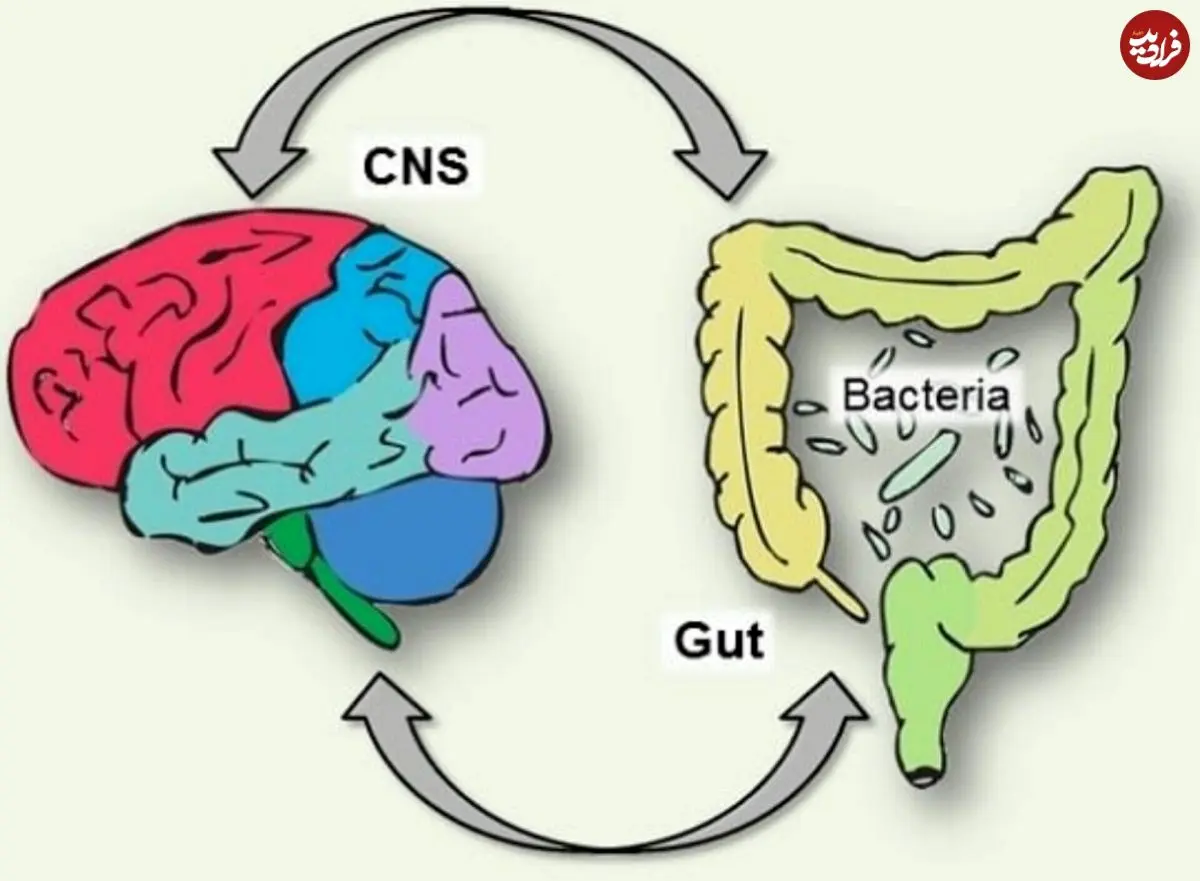 کشف معمای مغز دومی که زیر دنده‌ها زندگی می‌کند؛ روده‌ها فکر می‌کنند و تصمیم می‌گیرند؟