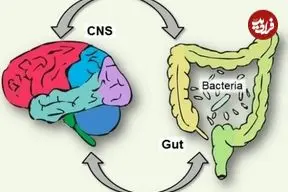 کشف معمای مغز دومی که زیر دنده‌ها زندگی می‌کند؛ روده‌ها فکر می‌کنند و تصمیم می‌گیرند؟