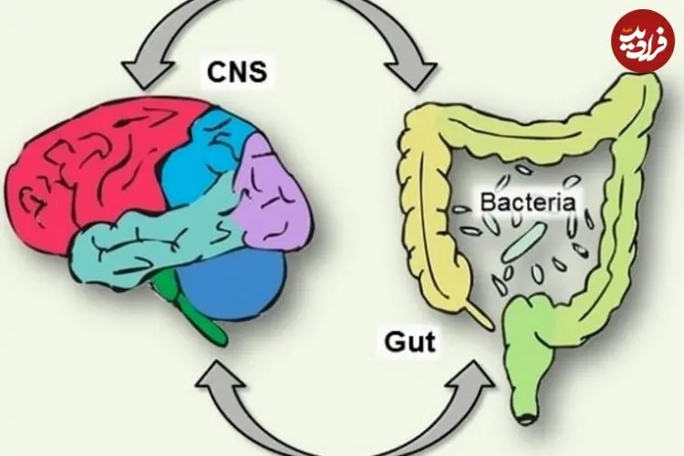 کشف معمای مغز دومی که زیر دنده‌ها زندگی می‌کند؛ روده‌ها فکر می‌کنند و تصمیم می‌گیرند؟