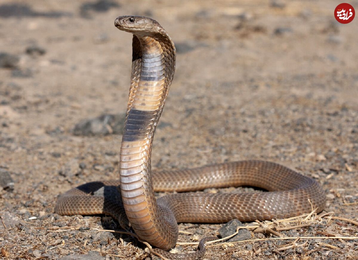 عکس؛ بزرگ‌ترین مار جهان؛ هیولایی با ۵۰۰ کیلوگرم وزن پیدا شد!