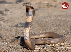 عکس؛ بزرگ‌ترین مار جهان؛ هیولایی با ۵۰۰ کیلوگرم وزن پیدا شد!