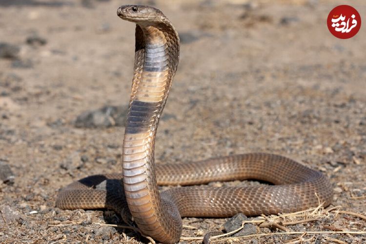 عکس؛ بزرگ‌ترین مار جهان؛ هیولایی با ۵۰۰ کیلوگرم وزن پیدا شد!