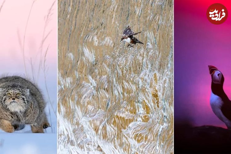 تصاویر؛ برندگان مسابقه عکاسی طبیعت GDT 2025 معرفی شدند؛ پرنده‌ای در آبشار