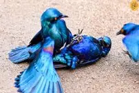 (ویدئو) مبارزه شدید سارها؛ جنگی برای بقا در طبیعت