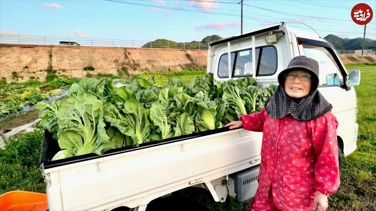ببینید؛ غذای روستایی در ژاپن؛ برداشت تاکانا و تهیه ترشی با آن