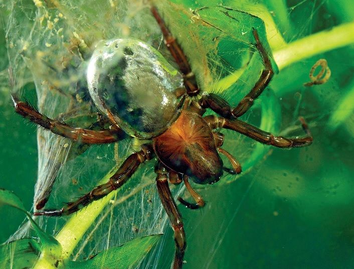 (تصاویر) عنکبوت شگفت‌انگیزی که زیر آب تار می‌تند و کپسول غواصی می‌سازد