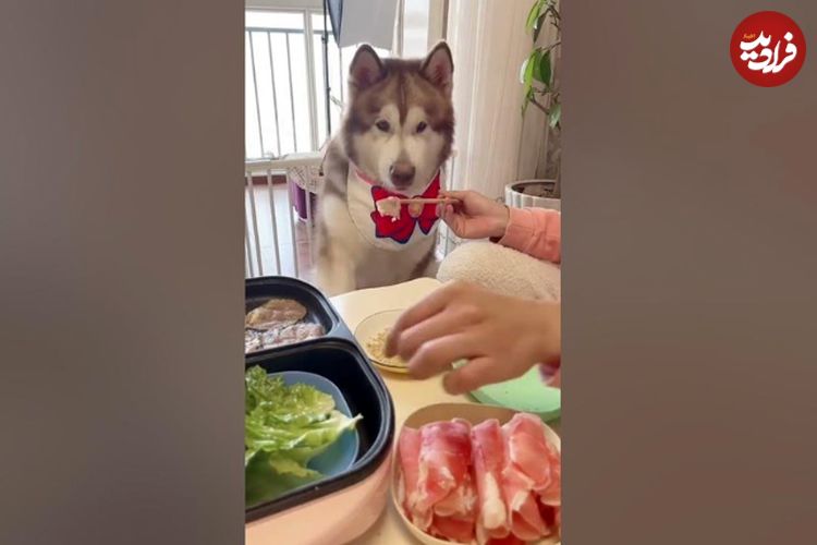 (ویدئو) آبروریزی خنده دار سگ هاسکی گنده سر سفره غذا!