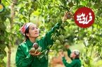 ببینید؛ مراحل دیدنی کاشت، برداشت و فرآوری پشن فروت در سریلانکا