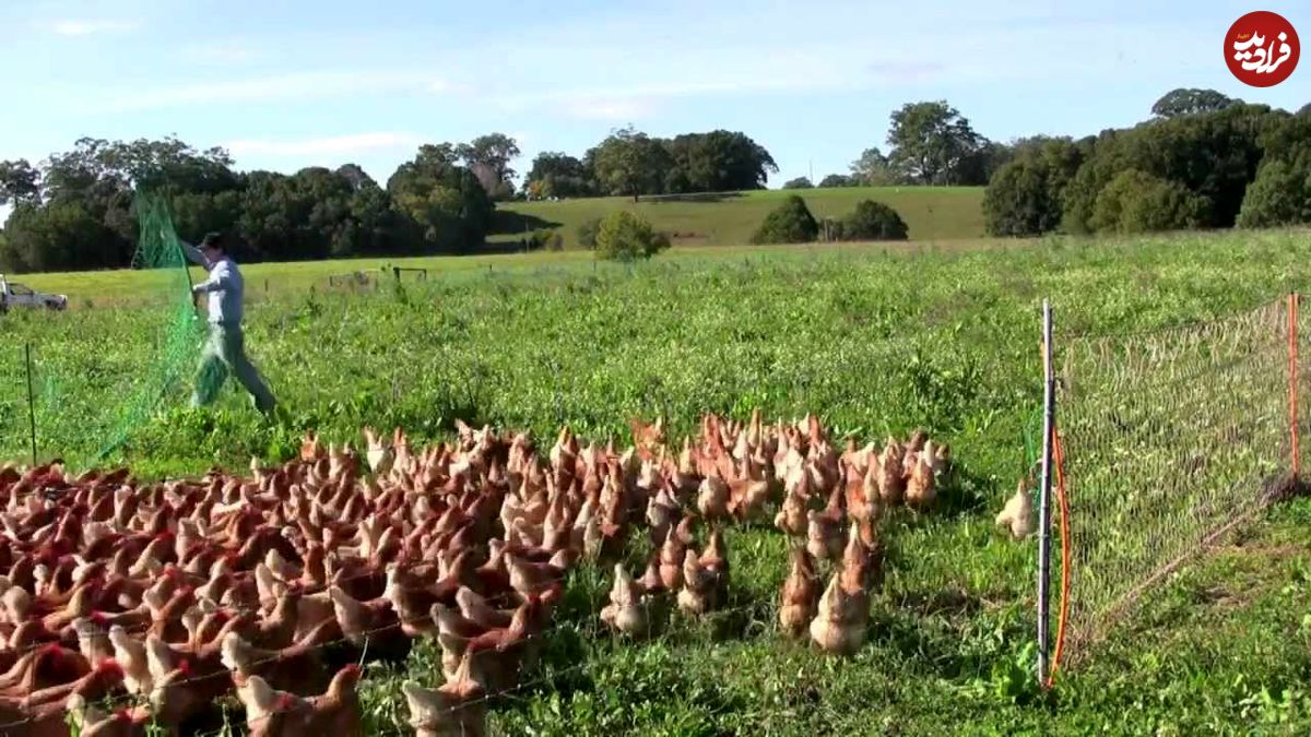 (ویدئو) استرالیایی ها به این شکل جالب تخم مرغ و مرغ محلی شان را تامین می کنند