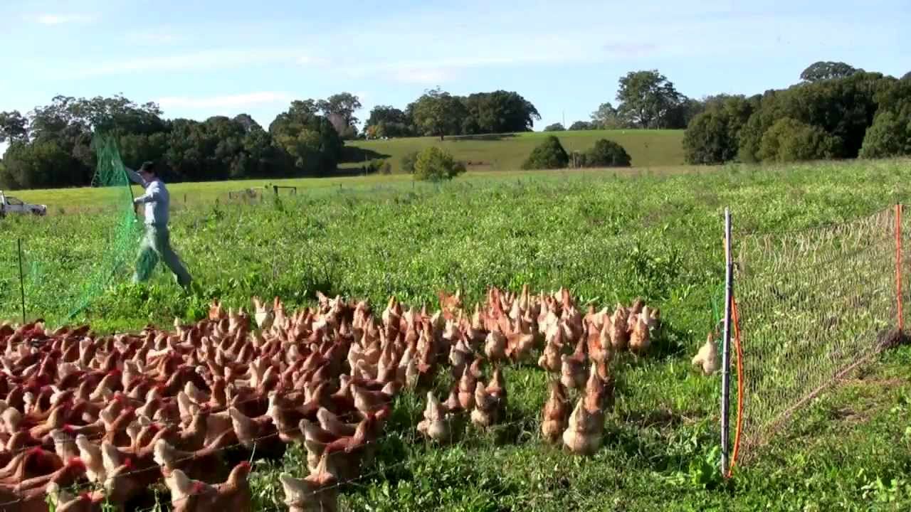(ویدئو) استرالیایی ها به این شکل جالب تخم مرغ و مرغ محلی شان را تامین می کنند