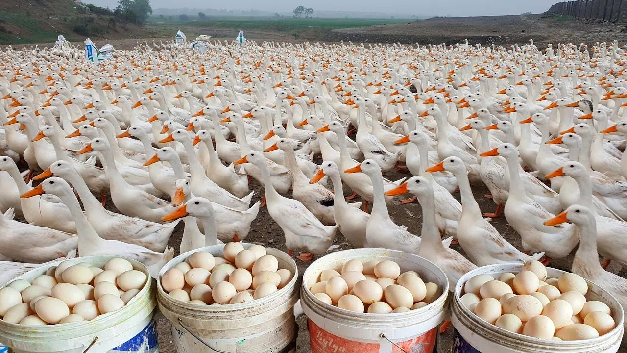 (ویدئو) نحوه پرورش و برداشت تخم 10 هزار اردک به شیوه جالب یک خانواده ویتنامی