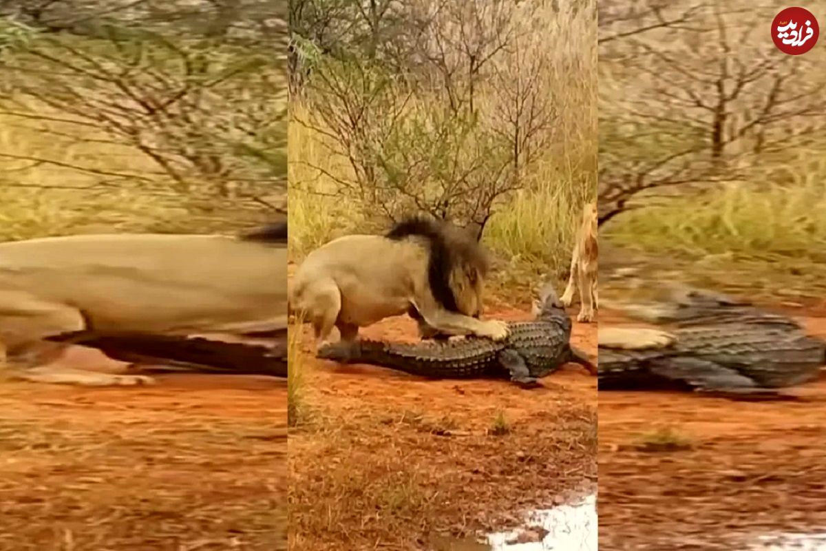 (ویدئو) وقتی شیر نر به تمساح نشان می دهد که سلطان جنگل کیست!