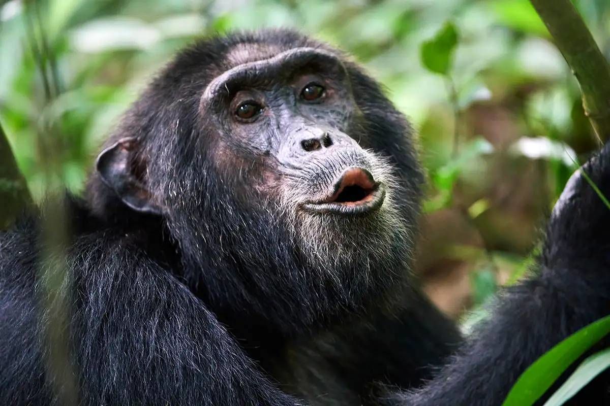 (ویدیو) هیجان‌زدگی شامپانزه رها شده از اسارت با دیدن دوستانش