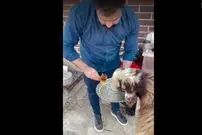 ببینید| گوسفند ایرانی که عاشق چای و قند است!