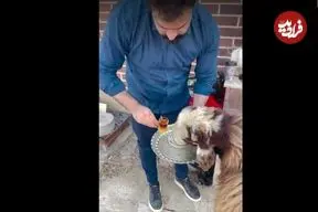 ببینید| گوسفند ایرانی که عاشق چای و قند است!