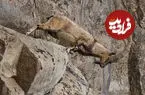 ببینید| فصل مستی کل و بز در پارک ملی گلستان