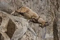 ببینید| فصل مستی کل و بز در پارک ملی گلستان
