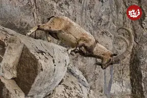 ببینید| فصل مستی کل و بز در پارک ملی گلستان