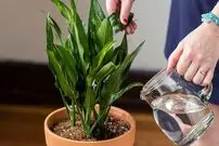  روش‌های خلاقانه و کاربردی برای آبرسانی به گیاهان در هنگام سفر