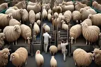 (ویدئو) چگونه میلیون ها گوسفند در مراتع چین پرورش داده می شوند؟ 